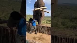 Bet he cant drink beer that fast #shorts #wildlife #nature #Elephants #