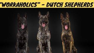 BEST service dogs? - DUTCH SHEPHERDS