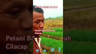 PETANI SUKSES CILACAP @RannaVlog2 #shorts #petanibawang #petanicilacap #petanicimanggu#viralkan