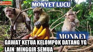 MonkeyMonyet makan pisang@monyetlucu