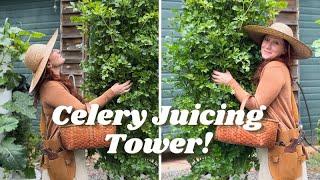 Growing your own CELERY on a Towergarden for year-round juicing. Celery Juice Detox.