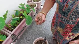 Grow Taro PlantArbi At Home - Simple Gardening Tips