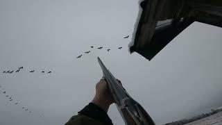 Gåsjakt - Goose hunting - Hanhen metsästys  Sweden 2023