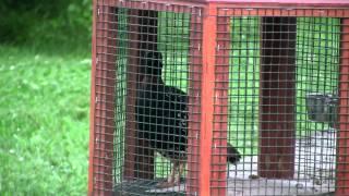 kala teetarblack francolin