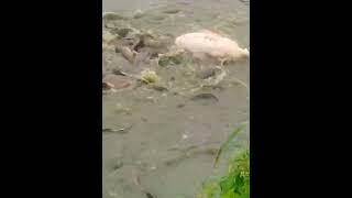 Pig feeding on farms unbelievable fishing Ornamental fish farming fish A lots of fishing