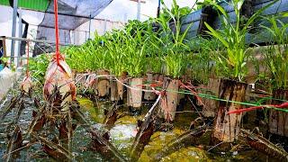 I Built Backyard Aquaponics System for Crawfish Raising and White Radish Water Spinach Growing