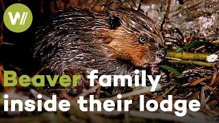 Baby beavers like youve never seen them before - Rare footage from inside a beaver lodge