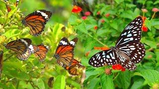 Butterfly Flying in Flowers  How to Butterflies Pollinate Flowers