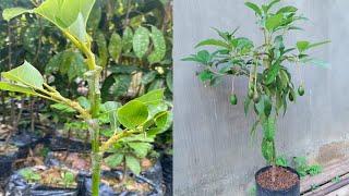 New technique Triple Grafting Avocado Seeds 100% Successful