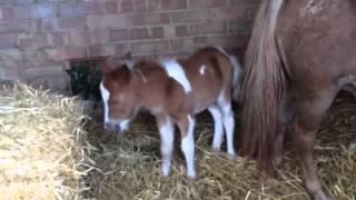 Cecil the Foal Stolen in August 2014