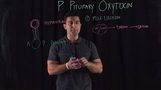 Posterior Pituitary Hormone Oxytocin