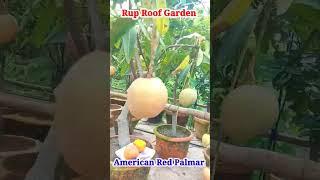 আমেরিকান রেড পালমার আম। American Red Palmar mango on my rooftop #Shorts  #Palmar #পালমারআম
