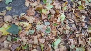 Leaves crunching underfoot ASMR