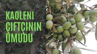 Zeytin Üreticilerimizin Umudu Ve Çaresi KAOLENİ doğal kaolin kili ve katkılı gülleci bulamacı oldu.