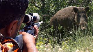 Top DANGEROUS BOAR Hunts FEARLESS Dogs Extreme Close-Up Rifle Shots #hunting #wildlife