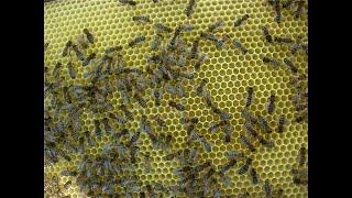 ошибки пчеловода в июле и сильное ослабление семей пчел или гибель пчел осенью - часть 1