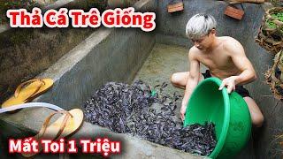 Cáo Ca - Mất Toi 1 Triệu Mua 300 Con Cá Trê Giống Về Thả Kín Bể