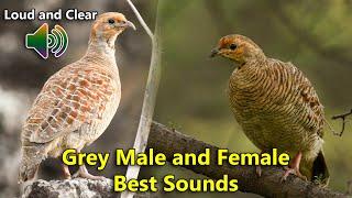 grey partridge male & female sounds  grey francolin female voice  teetar pair sounds