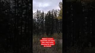 Bigfoot Screams Repeatedly and Makes Other Weird Noises Silencing the Woods on Camera