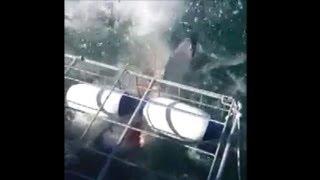 Raw Video Great White Gets Into Shark Cage