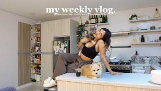 VLOG • Getting A New Dog Monthly Grocery at SnR & Replenishing My Hygiene Kit 