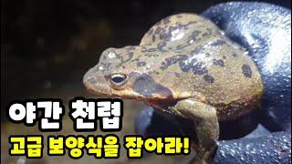 야간 천렵 - 계곡에 특급 보양식이 바글바글포인트 공개 +먹방