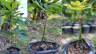 Simple Method of Grafting Avocado with Double roots  growing Avocado from seeds