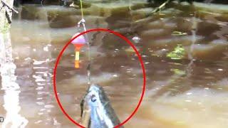 KEPALANYA SAJA SEBESAR ITU PEMANCING SAMPAI PANIK #fishing #mancing