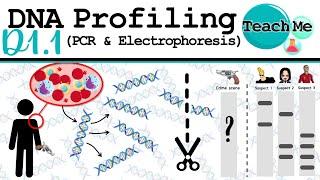 D1.1 - DNA Profiling PCR & Gel Electrophoresis - IB Biology SLHL
