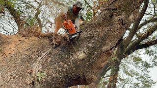 Amazing... Cut down twin trembesi trees ‼️