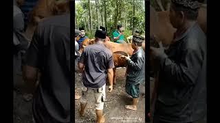 Mendebarkan Detik2 Warga Memburu Maling Sapi beserta Sapi Curiannya  Akhirnya Ketemu...