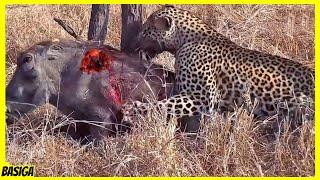 10 Pertarungan Brutal Macan Tutul Vs Babi Hutan di Alam liar