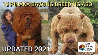 10 PINAKA BAGONG BREED NG ASO  10 Newest Breed of Dogs according to American Kennel Club