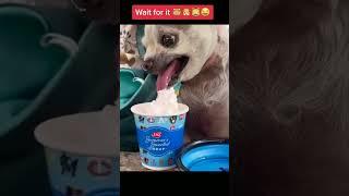 Funniest Animals Video - Best Cats  and Dogs  Videos of 2023 Compilation-Try Not To Laugh-Part 5