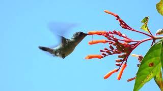 The Violet-headed Hummingbird