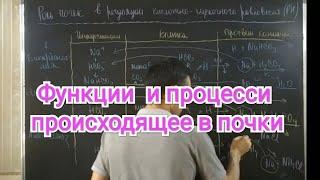 Физиология. Функции почки. Роль почки поддерживающие гомеостаз организма.