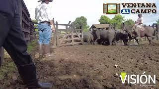 Cría y producción de #bufalos en El Platanal #Sabanalarga Atlántico