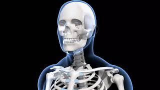 Human skeleton system overview  Senior– 3D model and animation – in English