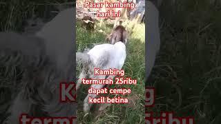 update harga kambing hari ini #shortvideo #pasarkambing #goat #bakhra#videoshort #youtubeshorts