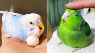 Smart And Funny Parrots Parrot Talking Videos Compilation 2024 - Cute Birds #9