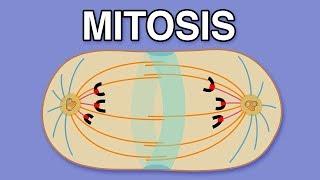 MITOSIS CYTOKINESIS AND THE CELL CYCLE