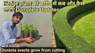 Hedge plant को कटिंग से कब और कैसे लगाएं  Make topiary or garden hedge