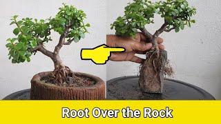 jade Root over the Rock bonsai  hindi
