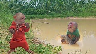 Super Funny Kuku Teaches Monkey Su How To Fish