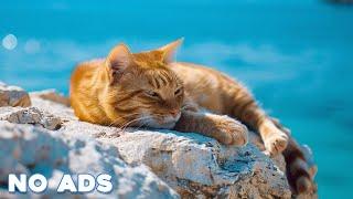 12 Hours Healing Cat Music  Sleep Music for Cats With Video 4K  Sleepy Cat Soothing Piano