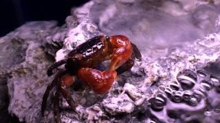 Red Claw Crab - Eating Krill