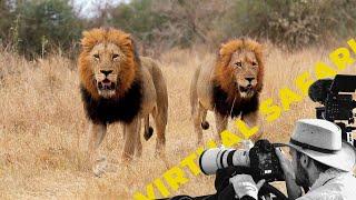 Epic Safari Lions on the Move- Virtual Safari #236