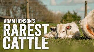 Less Than 280 In The World... Britains Rarest Cattle - Adam Henson