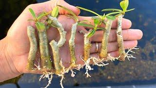 Its a pity if you dont know this method of growing Adenium flowers  Combine banana peel and stone