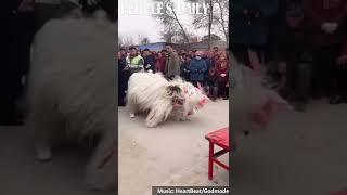 Lion dancing in China symbolizes power wisdom and superiority.